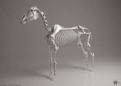 manuelf3d-Horse-Skeleton-3D-BeautyRender
