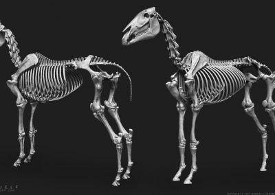 manuelf3d-Horse-Skeleton-3d-Views
