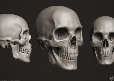 manuelf-Human-Skeleton-3D-Skull